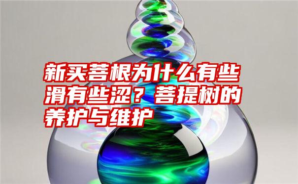 新买菩根为什么有些滑有些涩？菩提树的养护与维护