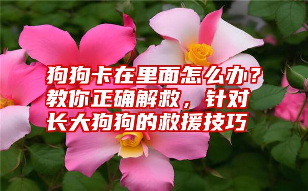 狗狗卡在里面怎么办?教你正确解救,针对长大狗狗的救援技巧