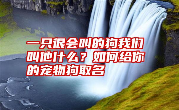 一只很会叫的狗我们叫他什么？如何给你的宠物狗取名