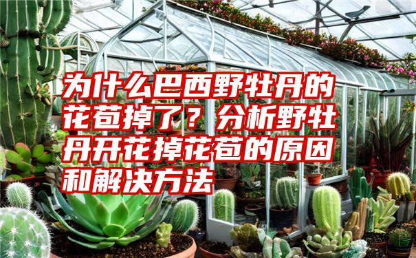 为什么巴西野牡丹的花苞掉了？分析野牡丹开花掉花苞的原因和解决方法