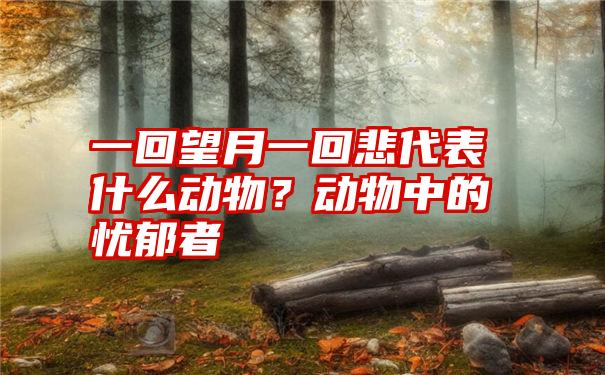 一回望月一回悲代表什么动物？动物中的忧郁者