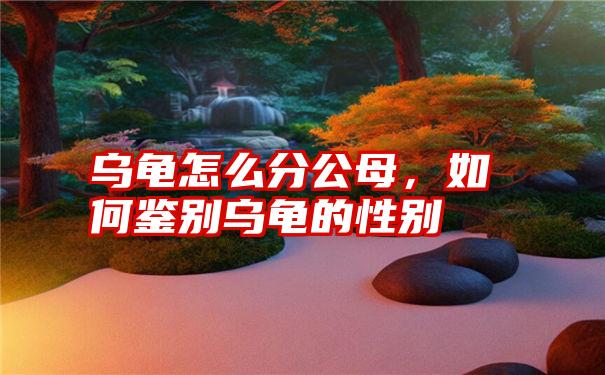 乌龟怎么分公母,如何鉴别乌龟的性别