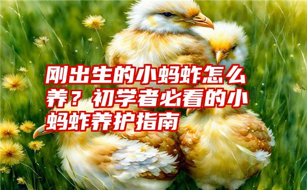 刚出生的小蚂蚱怎么养？初学者必看的小蚂蚱养护指南