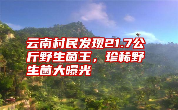 云南村民发现21.7公斤野生菌王，珍稀野生菌大曝光