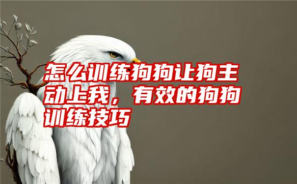 怎么训练狗狗让狗主动上我，有效的狗狗训练技巧