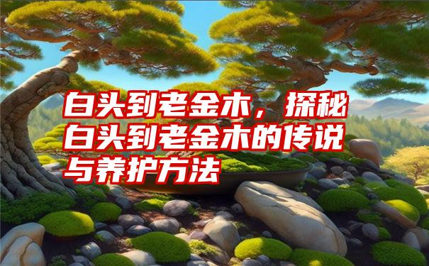 白头到老金木，探秘白头到老金木的传说与养护方法