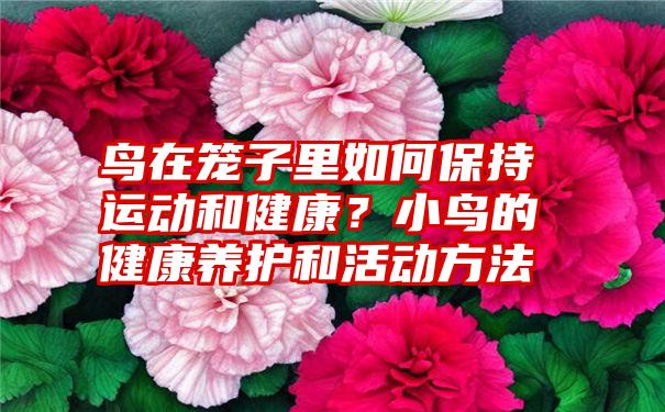 鸟在笼子里如何保持运动和健康？小鸟的健康养护和活动方法