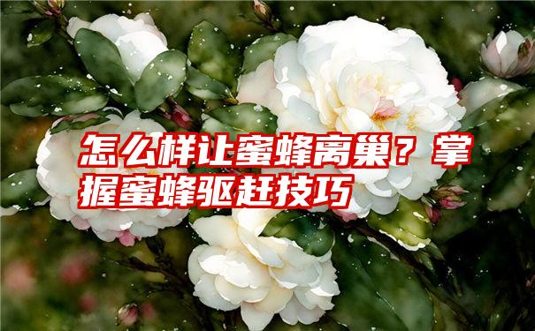 怎么样让蜜蜂离巢？掌握蜜蜂驱赶技巧