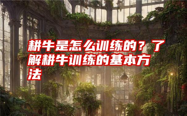 耕牛是怎么训练的？了解耕牛训练的基本方法