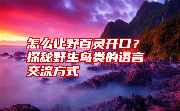 怎么让野百灵开口？探秘野生鸟类的语言交流方式