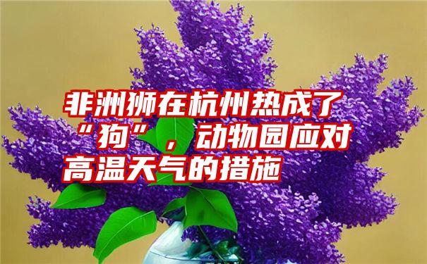 非洲狮在杭州热成了“狗”，动物园应对高温天气的措施