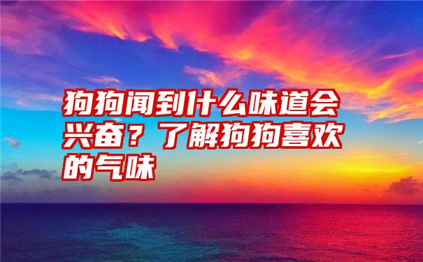 狗狗闻到什么味道会兴奋？了解狗狗喜欢的气味