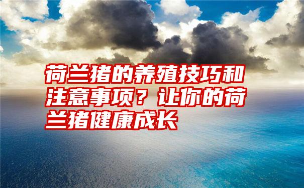 荷兰猪的养殖技巧和注意事项？让你的荷兰猪健康成长