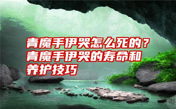 青魔手伊哭怎么死的？青魔手伊哭的寿命和养护技巧