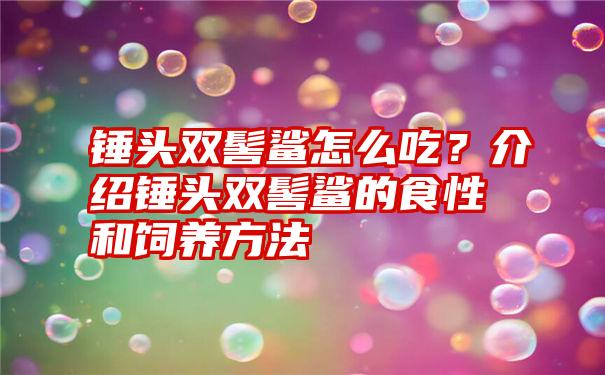 锤头双髻鲨怎么吃？介绍锤头双髻鲨的食性和饲养方法