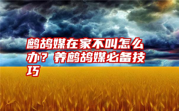 鹧鸪媒在家不叫怎么办？养鹧鸪媒必备技巧