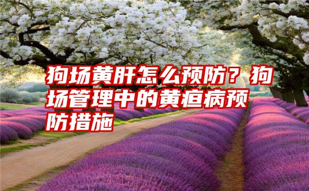 狗场黄肝怎么预防？狗场管理中的黄疸病预防措施