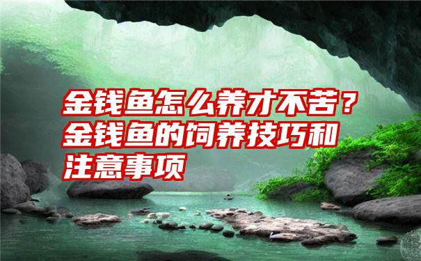 金钱鱼怎么养才不苦？金钱鱼的饲养技巧和注意事项