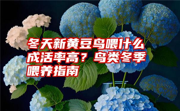 冬天新黄豆鸟喂什么成活率高？鸟类冬季喂养指南