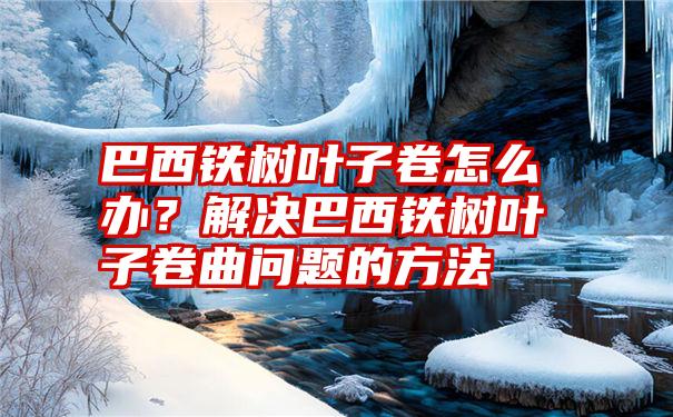 巴西铁树叶子卷怎么办？解决巴西铁树叶子卷曲问题的方法