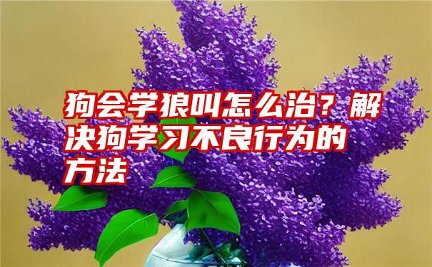 狗会学狼叫怎么治？解决狗学习不良行为的方法