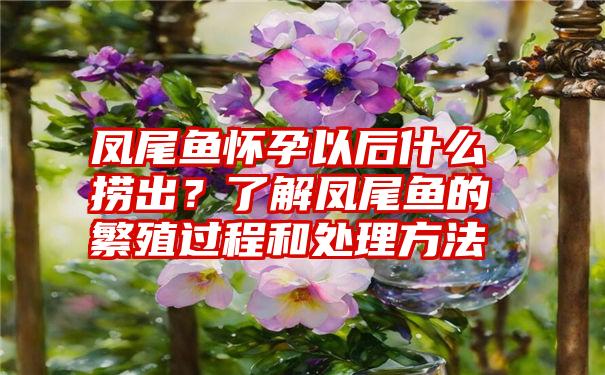 凤尾鱼怀孕以后什么捞出？了解凤尾鱼的繁殖过程和处理方法