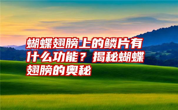 蝴蝶翅膀上的鳞片有什么功能？揭秘蝴蝶翅膀的奥秘