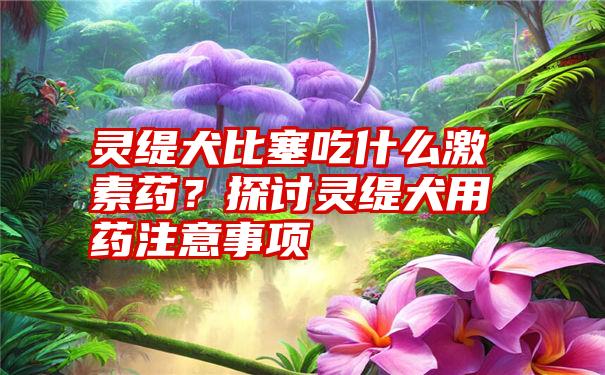 灵缇犬比塞吃什么激素药？探讨灵缇犬用药注意事项